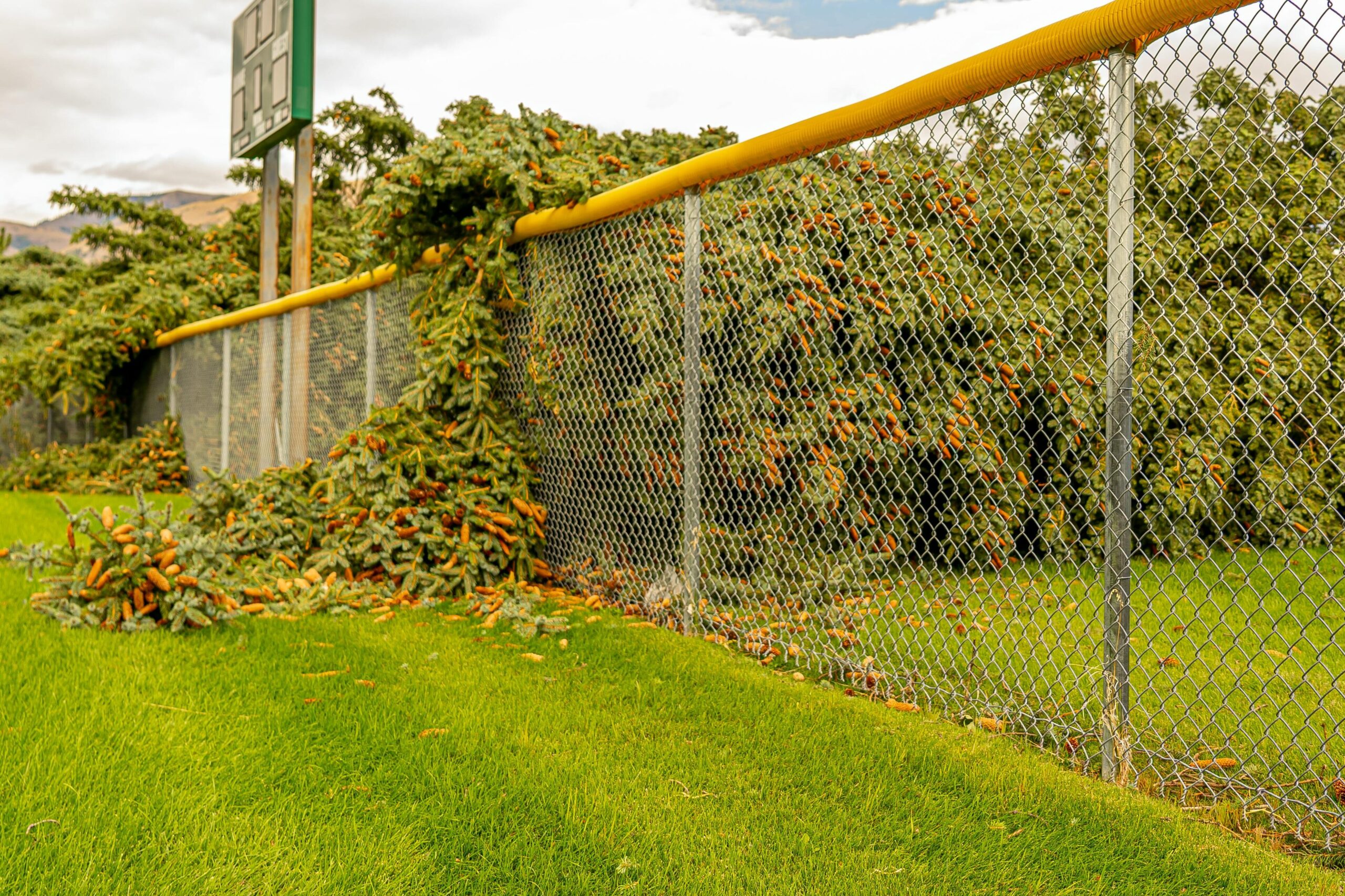 chain link fence contractor portage la prairie